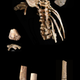 Partially-complete skeleton of Selam, a 3.3-million-year-old female A. afarensis that died before the age of four.